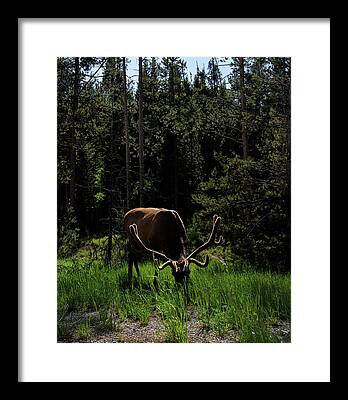 Wildlife Framed Art Prints