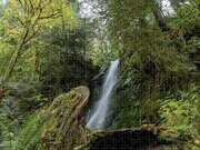Serene Waterfall in Lush Forest Jigsaw Puzzle