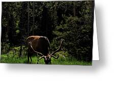 Elk Grazing In A Sunlit Forest In Grand Teton National Park Greeting Card