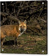 Fox In Sunlit Forest Clearing Acrylic Print