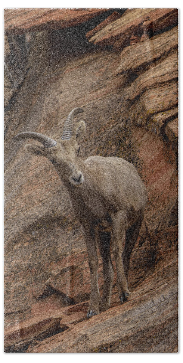 Bighorn Sheep On Rocky Terrain Hand Towel