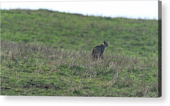 Bobcat in Grassy Field Acrylic Print
