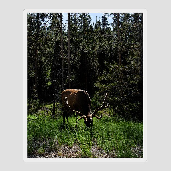 Elk Grazing In A Sunlit Forest In Grand Teton National Park Sticker