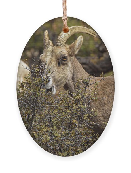Mountain Goats in Natural Habitat Ornament
