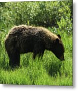 Solitary Bear In Grand Teton National Park Metal Print