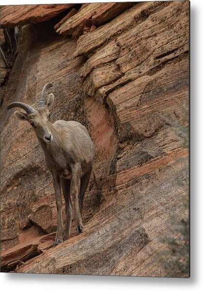 Bighorn Sheep On Rocky Terrain Metal Print