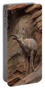 Bighorn Sheep On Rocky Terrain Portable Battery Charger