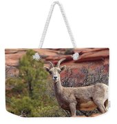Big Horn Sheep In Zion National Park Weekender Tote Bag