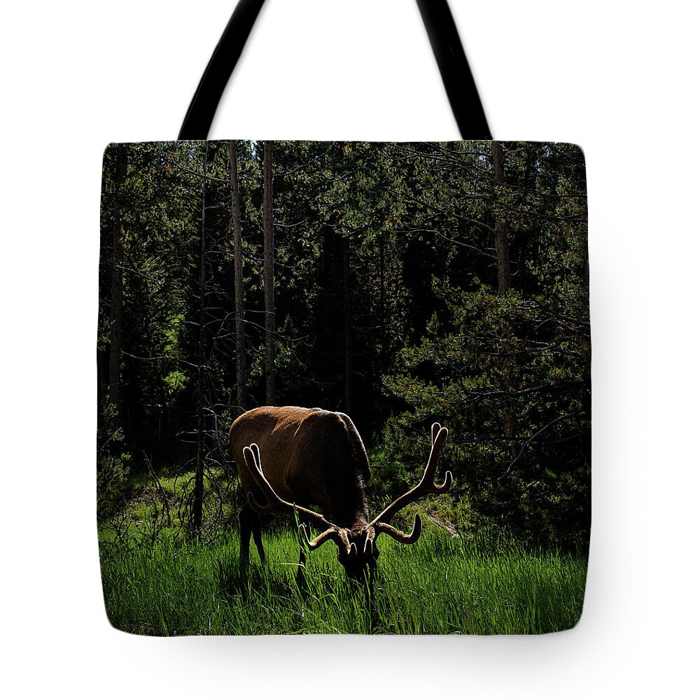 Elk Grazing In A Sunlit Forest In Grand Teton National Park Tote Bag