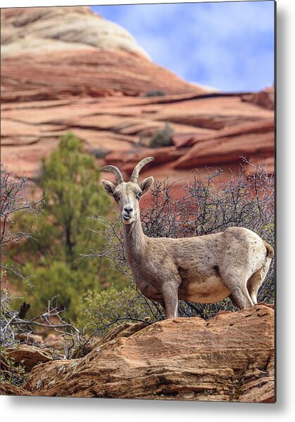 Big Horn Sheep In Zion National Park Metal Print