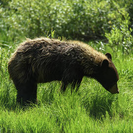 Solitary Bear in Grand Teton National Park by Brandon Wichmann