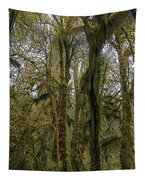 Moss-Covered Trees in a Dense Forest Tapestry