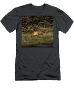Peaceful Fox In Sunlit Meadow T-Shirt