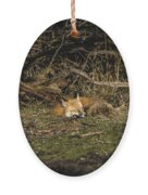 Peaceful Fox In Sunlit Meadow Ornament