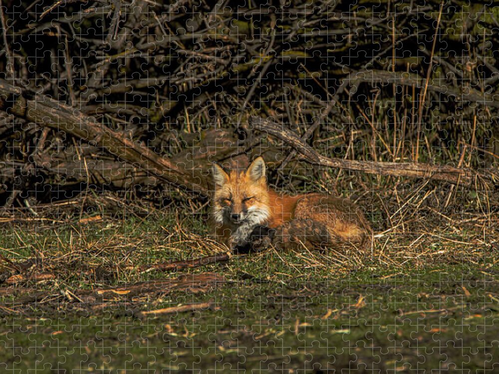 Fox Resting In Sunlit Clearing Jigsaw Puzzle