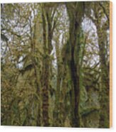 Moss-Covered Trees in a Dense Forest Wood Print