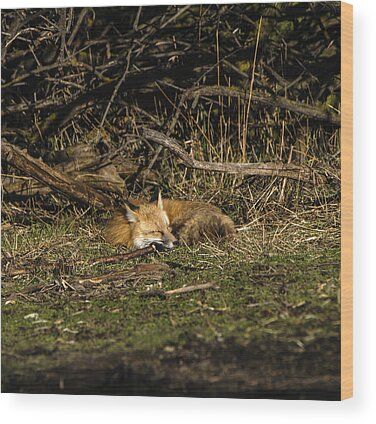 Shop for Wildlife Wood Prints