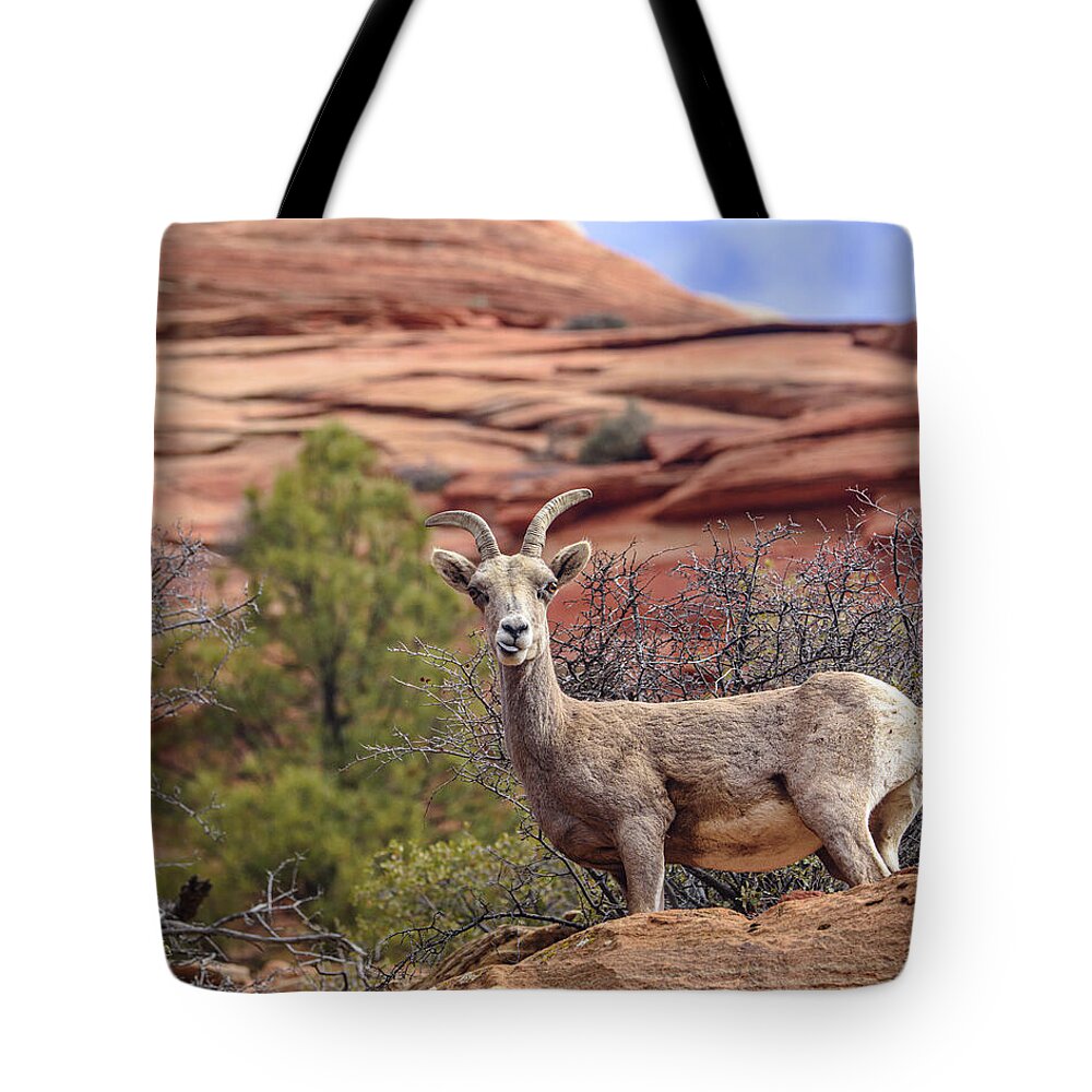 Big Horn Sheep In Zion National Park Tote Bag