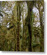 Moss-Covered Trees in a Dense Forest Metal Print