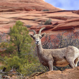 Big Horn Sheep in Zion National Park by Brandon Wichmann