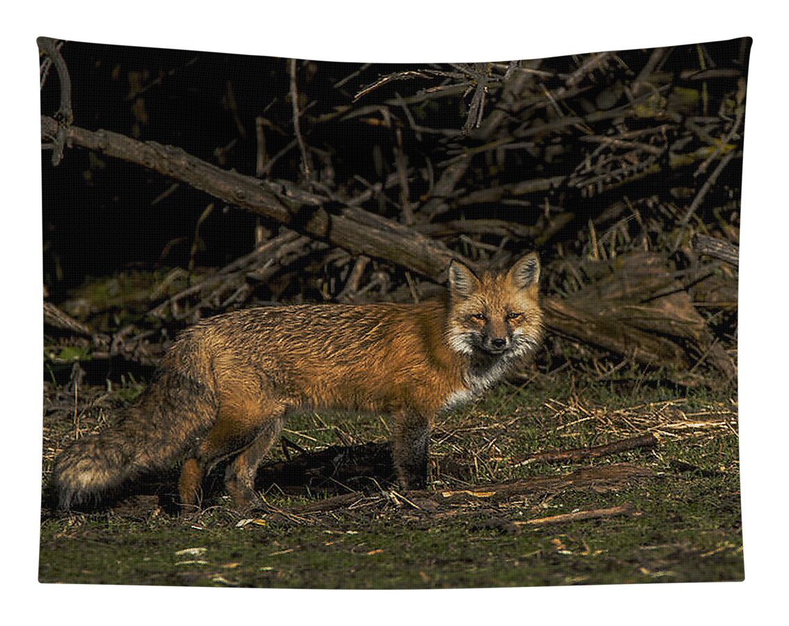 Fox In Sunlit Forest Clearing Tapestry