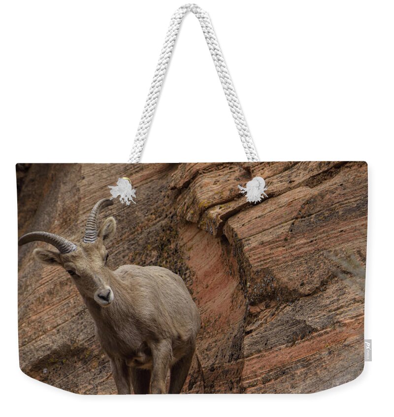 Bighorn Sheep On Rocky Terrain Weekender Tote Bag