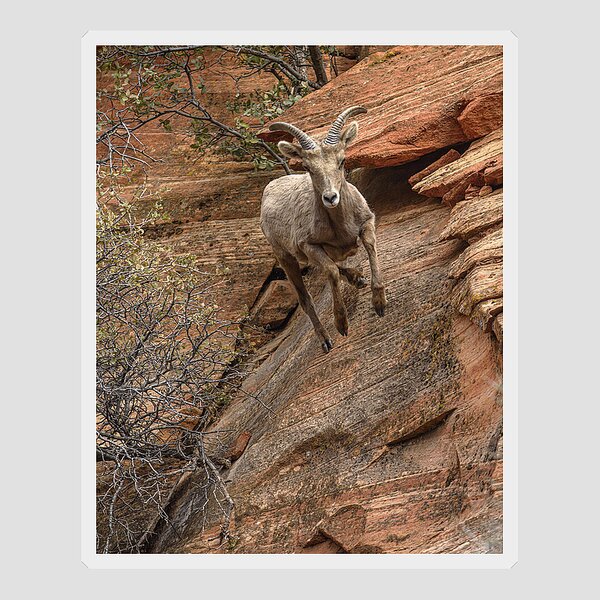 Big Horn Sheep Agile Descent In Zion National Park Sticker