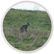 Bobcat in Grassy Field Round Beach Towel