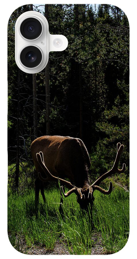 Elk Grazing In A Sunlit Forest In Grand Teton National Park iPhone Case