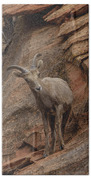 Bighorn Sheep On Rocky Terrain Beach Towel