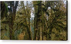 Tree Acrylic Prints