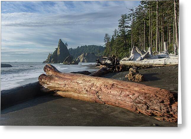 Driftwood on a Pebbled Beach Greeting Card