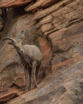 Wall Art featuring the photograph Bighorn Sheep On Rocky Terrain by Brandon Wichmann