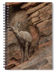 Wildlife Spiral Notebooks