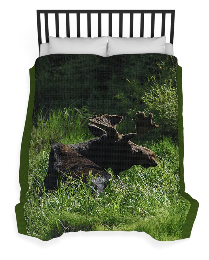 Moose Resting In Sunlit Meadow In Grand Teton National Park Duvet Cover