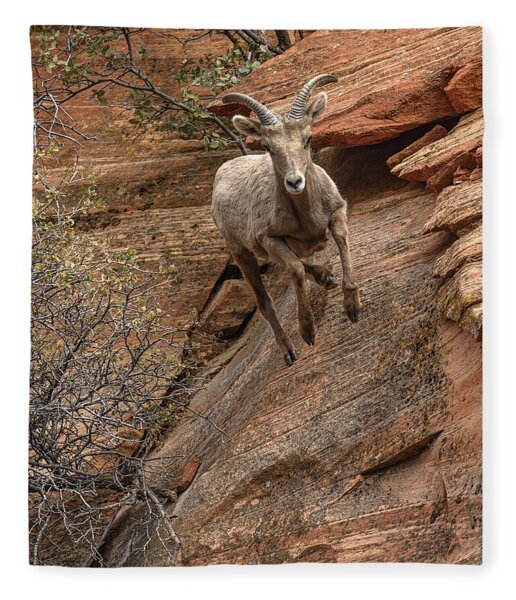 Big Horn Sheep Agile Descent In Zion National Park Fleece Blanket