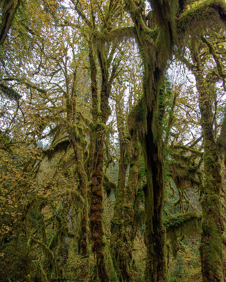 Moss-Covered Trees in a Dense Forest Photograph - Moss-Covered Trees in a Dense Forest by Brandon Wichmann
