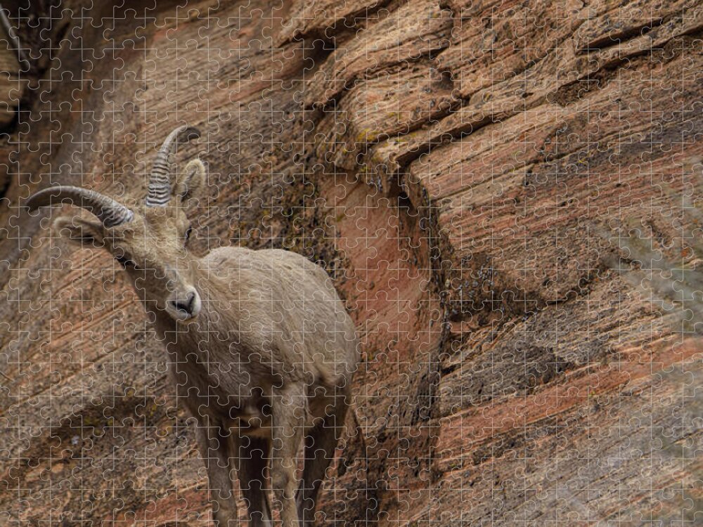 Bighorn Sheep On Rocky Terrain Jigsaw Puzzle