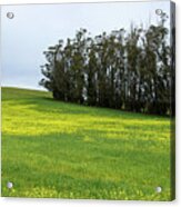 Rolling Hills With Blooming Wildflowers Acrylic Print