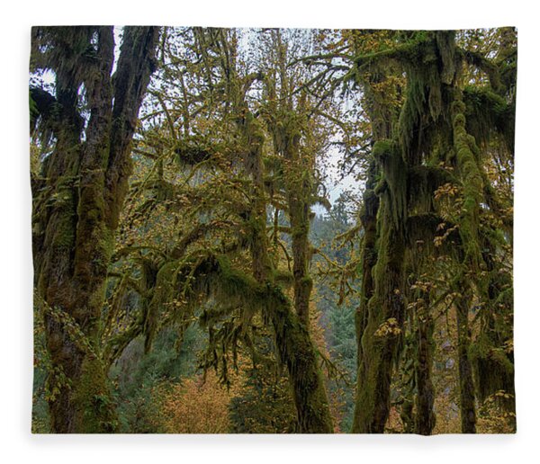 Moss-Covered Forest Trees Fleece Blanket