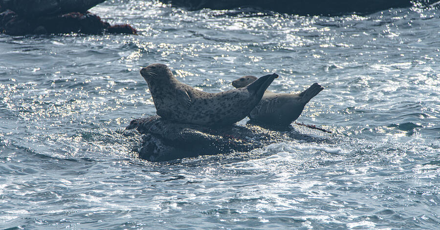 Seals Resting on Rocky Shoreline Photograph by Brandon Wichmann