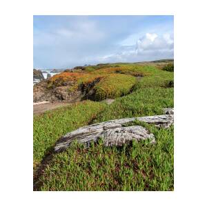 Coastal Landscape with Driftwood by Brandon Wichmann Coastal Landscape with Driftwood by Brandon Wichmann