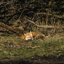 Peaceful Fox in Sunlit Meadow by Brandon Wichmann