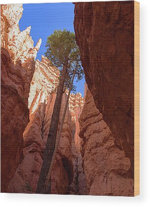 Shop for Tree Wood Prints
