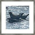 Seals Resting On Rocky Shoreline Framed Print