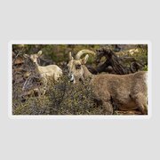 Mountain Goats in Natural Habitat Sticker
