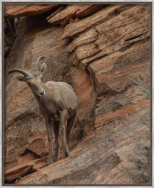 Bighorn Sheep On Rocky Terrain Framed Print