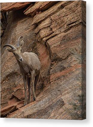 Wilderness Canvas Prints