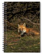 Fox Resting In Sunlit Clearing Spiral Notebook
