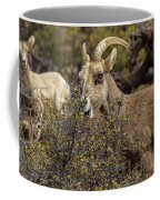 Mountain Goats in Natural Habitat Coffee Mug